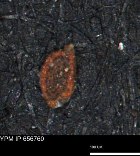 Spirolocammina planula