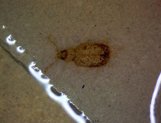 undet. Coleoptera