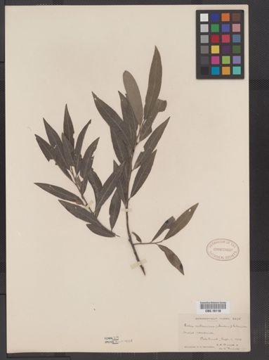Salix subsericea