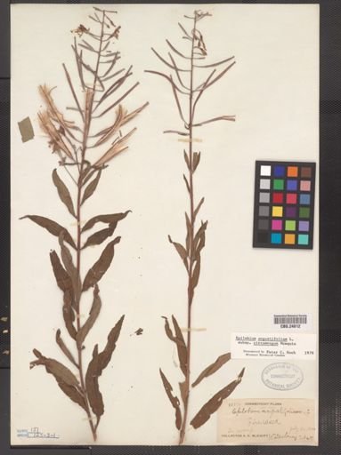 Epilobium angustifolium cricumvagum