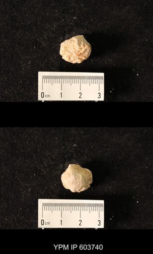 Productus sp.