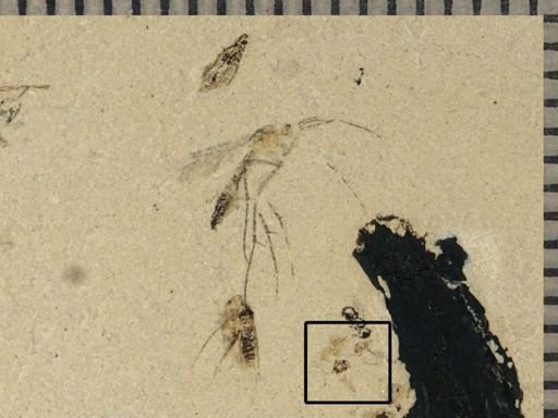 undet. Heteroptera