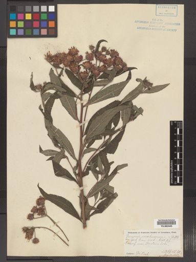 Vernonia noveboracensis