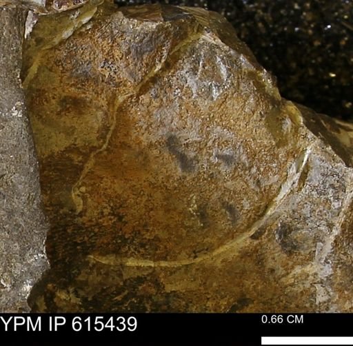 Inoceramus sp.