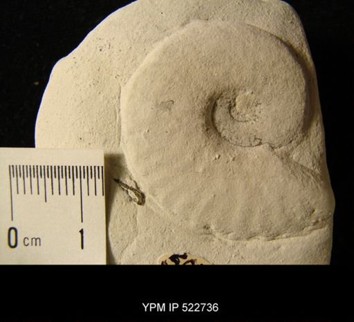 undet. Ammonoidea