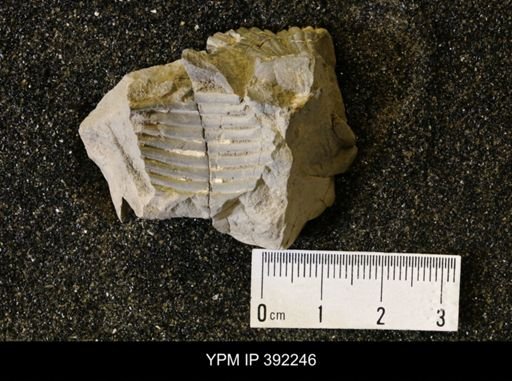 undet. Ammonoidea