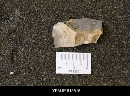 Inoceramus sp.