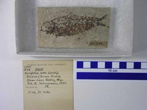 Knightia alta
