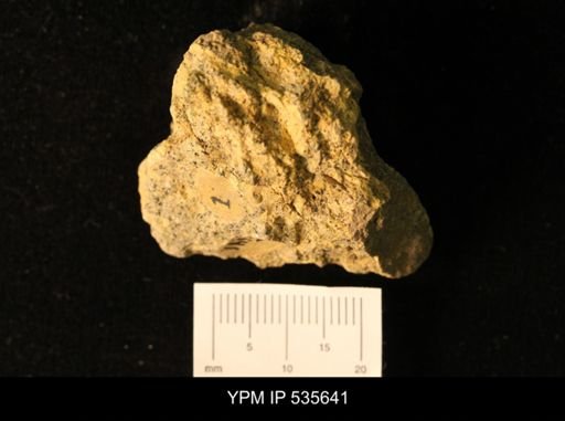 Owenella cf. antiquata