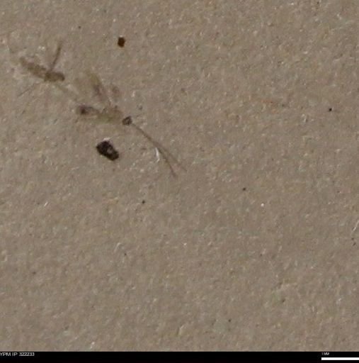 undet. Hymenoptera