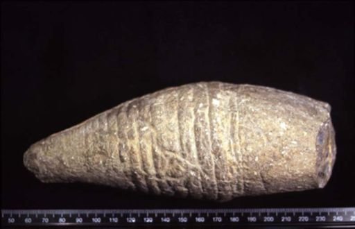 Gomphoceras fischeri