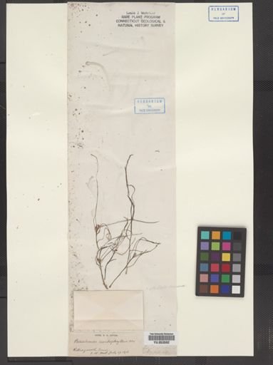 Podostemum ceratophyllum