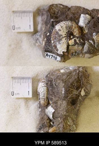 undet. Scaphitidae