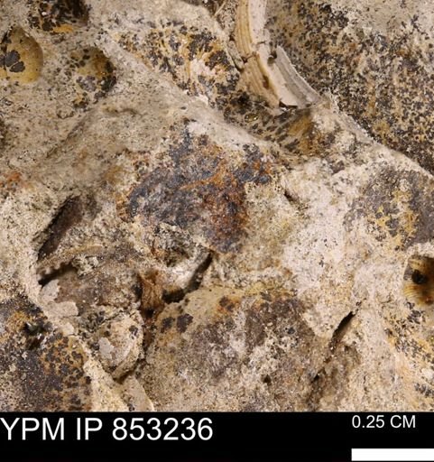 Limopsis striatopunctatus