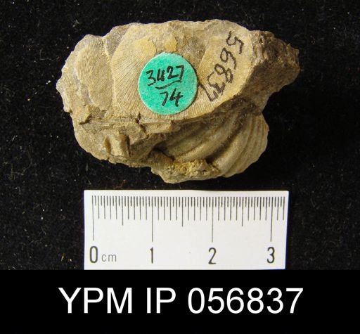 Chonostrophia lindenensis