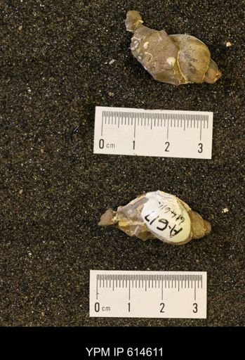 Fasciolaria buccinoides