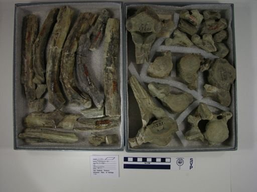 Palaeosyops