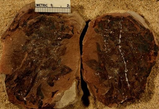 Lepidostrobus