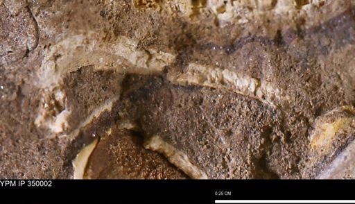 undet. Mollusca