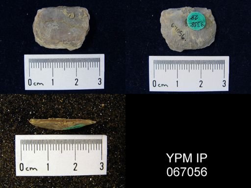 Leptostrophia canace