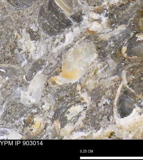 undet. Mollusca
