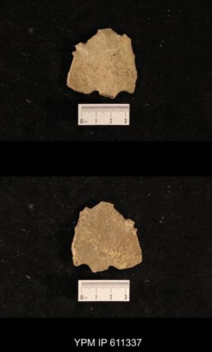 Monticulipora sp.