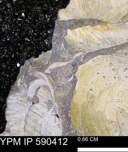 undet. Bivalvia