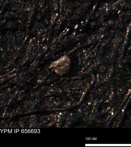 undet. Foraminiferida