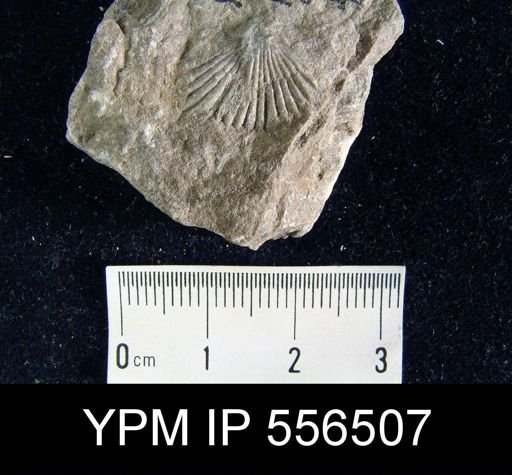Cyclorhina nobilis