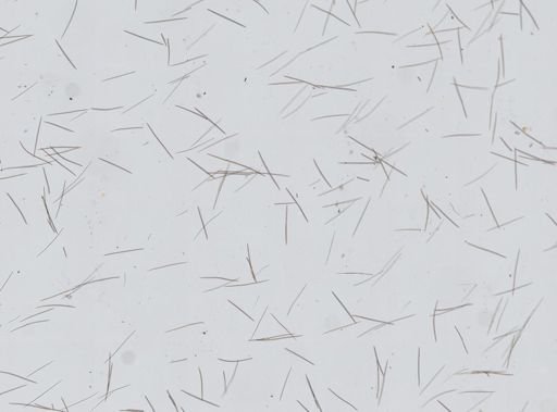 Halichondrida?