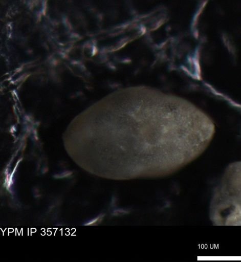 undet. Foraminiferida
