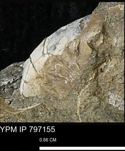 Protocardia