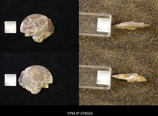 undet. Sphenodiscidae