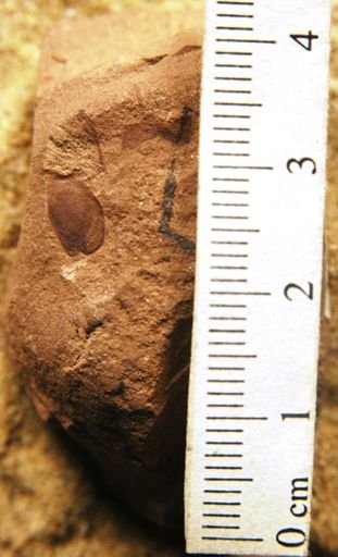 Carpites sp.