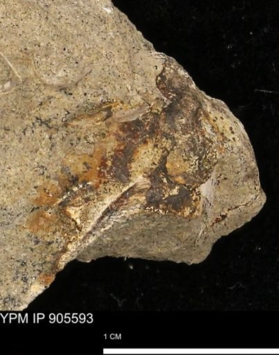 undet. Mollusca