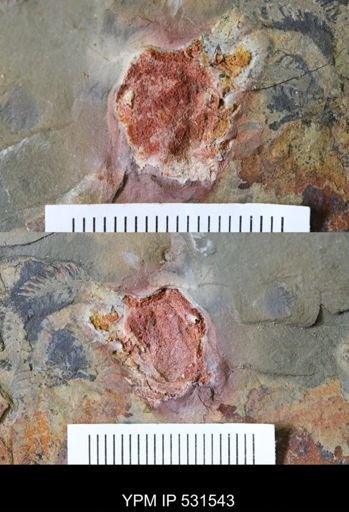 Marrellomorpha