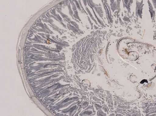 Eimeria meleagrimitis