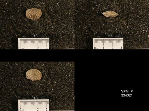 Plectorthis fissicosta