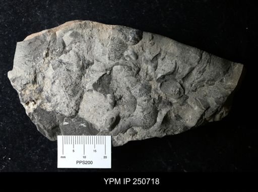 Strophonella sp.