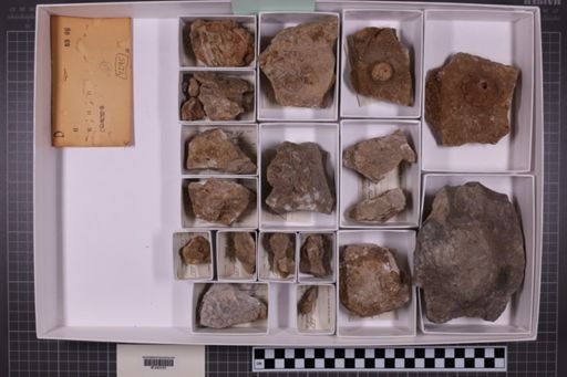 mixed taxa, stratigraphic collection