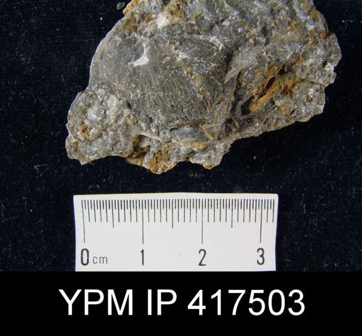 undet. Brachiopoda