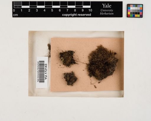 Plantae