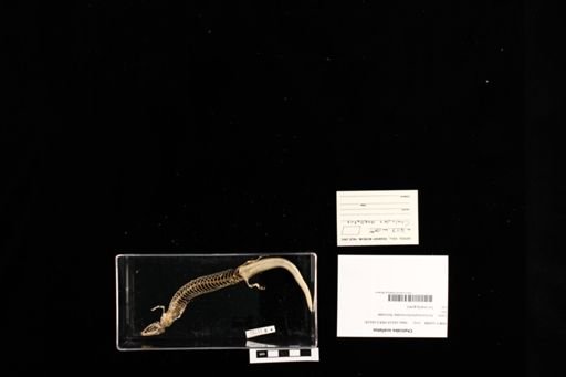 Chalcides ocellatus