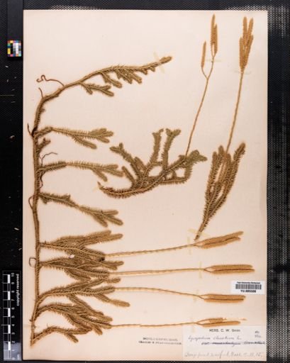 Lycopodium clavatum