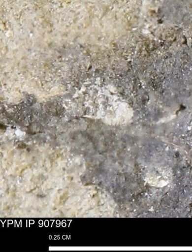 undet. Mollusca