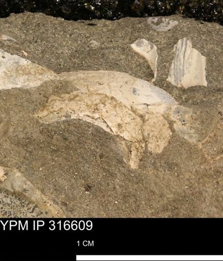 undet. Mollusca