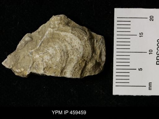 Linoproductus prattenianus