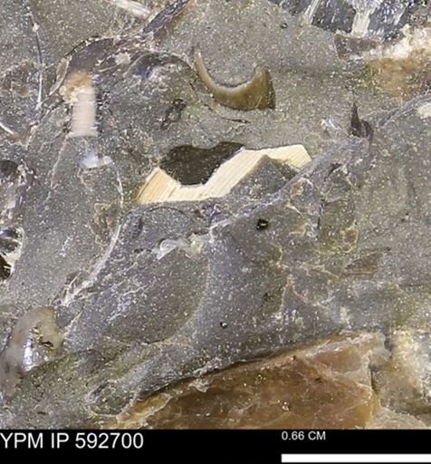undet. Bivalvia