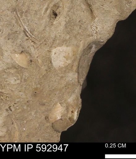 undet. Bivalvia