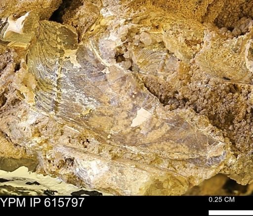 undet. Mollusca